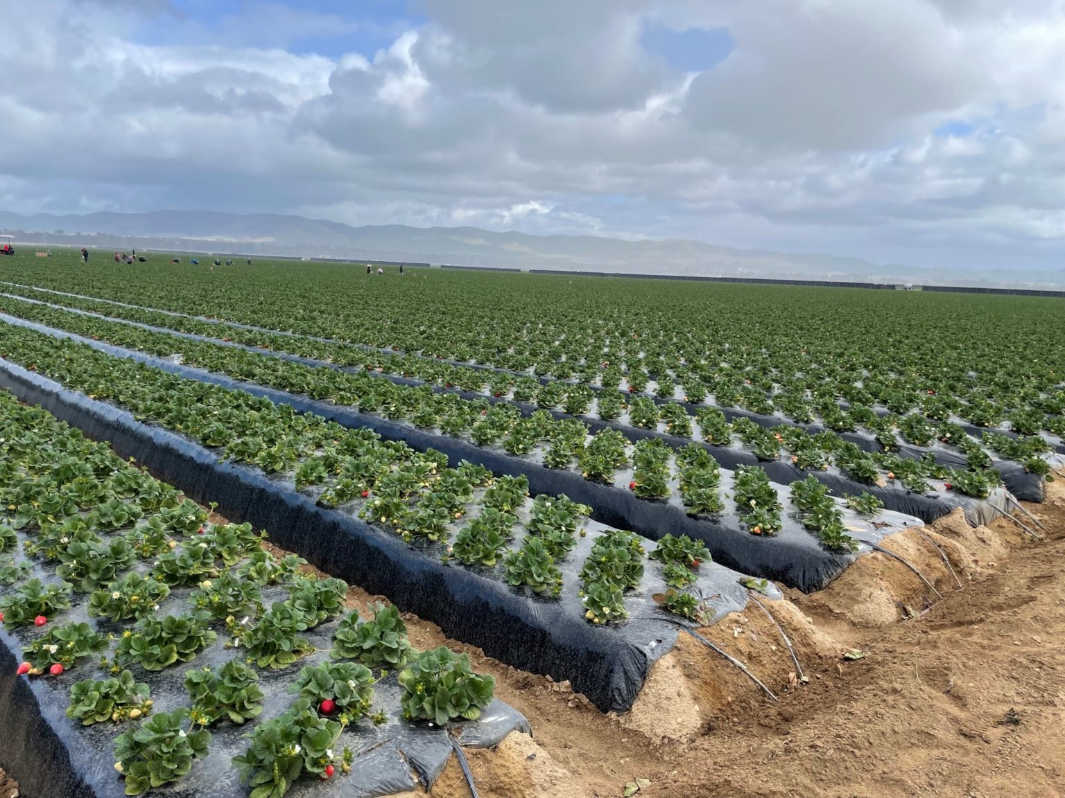 Giant Volumes Ahead From California Giant Berry Farms - California ...